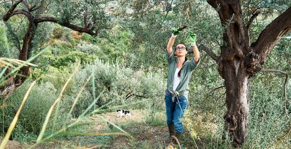 woman-pruning-olive-tree-in-the-garden-2021-10-26-23-24-21-utc