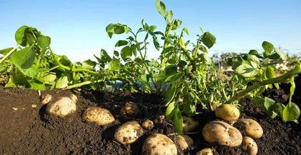 محصول-البطاطس