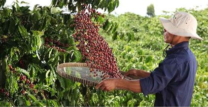 coffee-farming-feed (1)