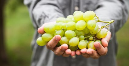 grapes-2021-08-26-16-27-41-utc
