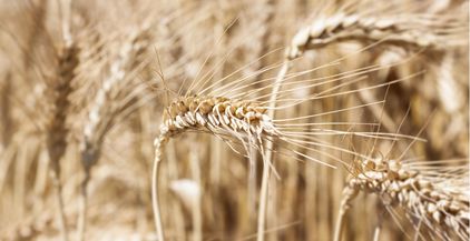 wheat-2021-08-26-18-11-53-utc (1)