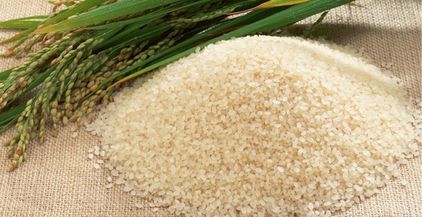 أرز مصري