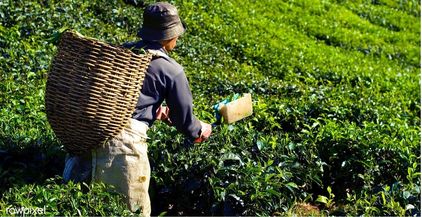 زراعة الشاي في كينيا