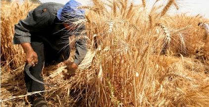 زراعة القمح في مصر