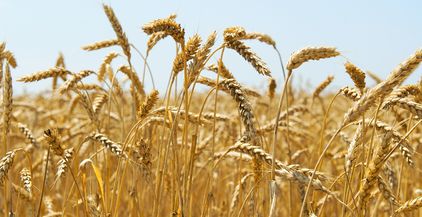 wheat-2021-08-26-16-02-29-utc