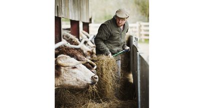 a-farmer-with-a-pitchfork-of-hay-feeding-a-row-of-2021-08-28-08-13-51-utc