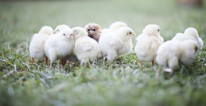 baby-chicks-2021-08-31-16-48-16-utc