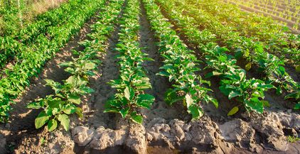 eggplant-rows-plantations-grow-in-the-field-on-a-s-2021-10-19-17-53-53-utc