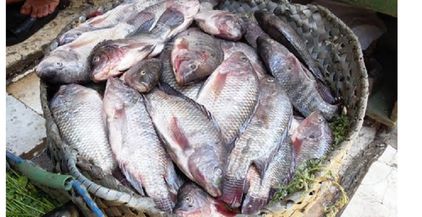 أسعار-الأسماك-فى-مصر