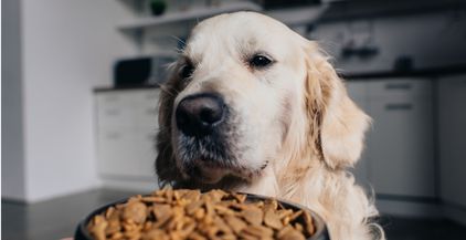 adorable-golden-retriever-looking-at-bowl-with-pet-2021-08-31-14-48-31-utc