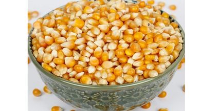 الذرة الصفراء