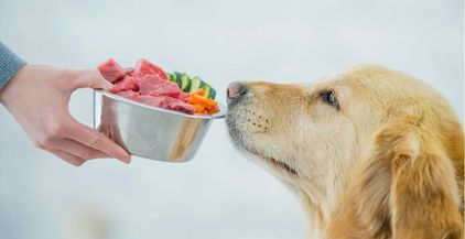 247350-800x534r1-healthy-dog-food