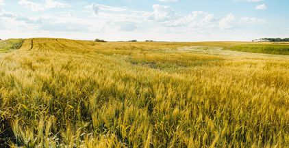 زراعة القمح اوروبا