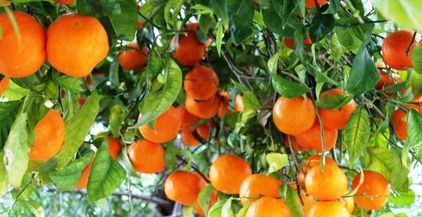 Growing-Orange-Trees-commercially