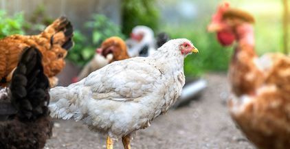 hens-feeding-on-traditional-rural-barnyard-close-2022-02-09-06-51-06-utc