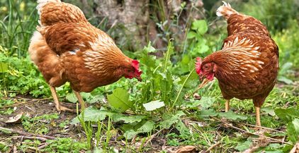 free-grazing-domestic-hens-on-a-traditional-free-r-2022-03-29-23-22-01-utc