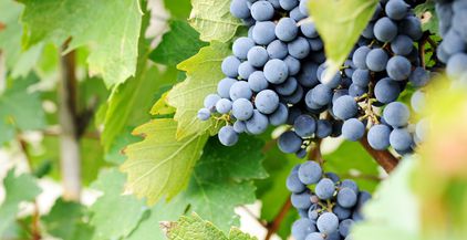 ripe-grape-2021-08-26-15-34-47-utc