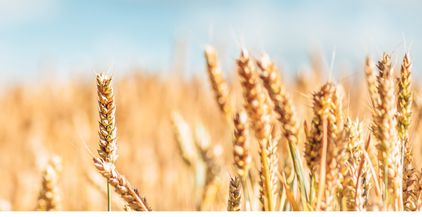 field-of-golden-wheat-2021-08-31-03-50-47-utc