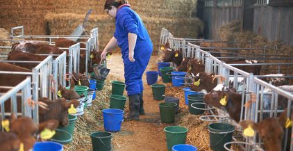 farm-worker-feeding-calves-in-cattle-shed-2021-11-17-18-49-24-utc