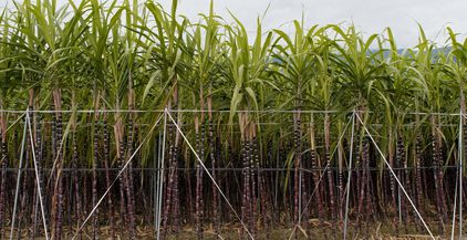 sugar-cane-farm-2021-08-29-11-45-50-utc
