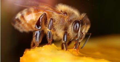 bee-is-for-sweet-honey-2021-08-26-16-29-45-utc