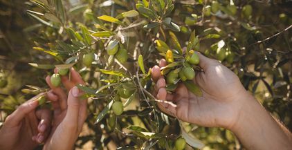 hands-of-couple-holding-olive-tree-at-farm-2021-08-28-16-47-02-utc