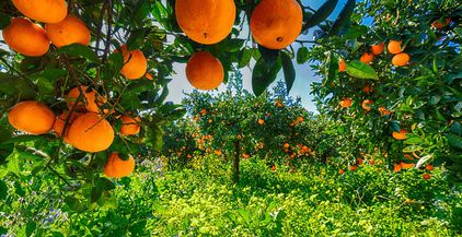 ripe-oranges-on-tree-in-orange-garden-2021-08-29-23-34-55-utc