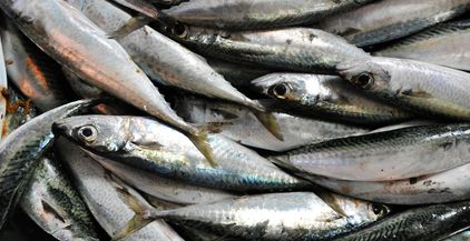 background-with-fresh-fish-in-a-fish-market-2021-08-26-16-21-41-utc