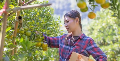 young-farmer-harvesting-orange-fruit-on-tree-for-d-2021-09-02-00-46-25-utc