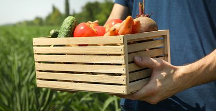 man-with-wooden-box-of-vegetables-in-corn-field-f-2021-09-02-21-43-08-utc