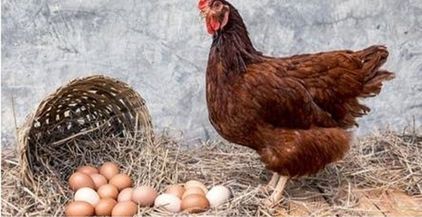 بيض ودجاج