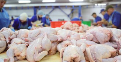 poultry-processing-14