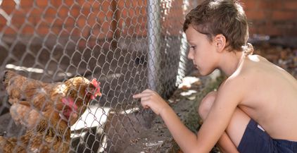 little-boy-with-farm-chickens-2021-08-26-16-28-29-utc