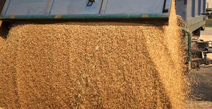 corn-grain-pouring-in-a-agricultural-silo-2022-01-28-11-12-18-utc