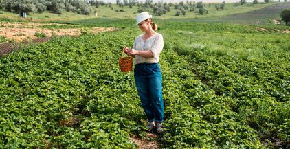 picking-fruits-on-strawberry-field-harvesting-on-2021-09-04-02-18-50-utc