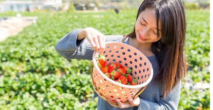 woman-picking-fruit-on-organic-strawberry-farm-ins-2021-08-29-11-56-58-utc