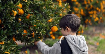 oranges-farm-2021-11-26-18-00-12-utc