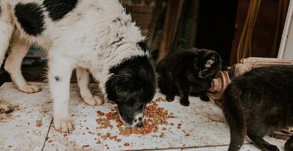 cat-eating-dry-food-in-animal-shelter-طعام حيوانات اليفة (2)