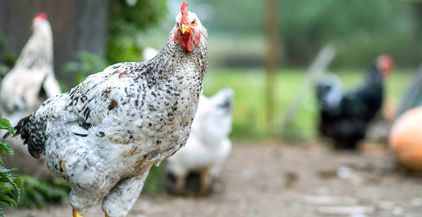 hens-feeding-on-traditional-rural-barnyard-close-2022-01-27-17-13-31-utc
