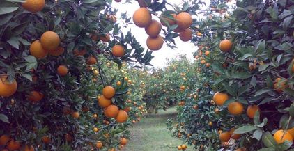 مزارع برتقال