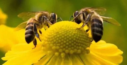 النحل الحي