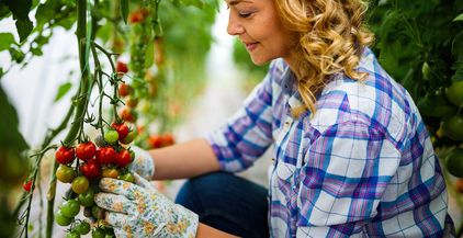 happy-woman-worker-picking-sweet-vegetables-in-cou-2022-03-16-19-36-12-utc