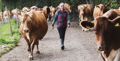 young-woman-driving-herd-of-guernsey-cows-along-a-2022-03-04-02-33-06-utc