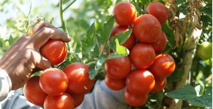 زراعة-الطماطم