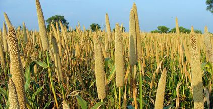 نبات Millets "الدخن" بديل القمح