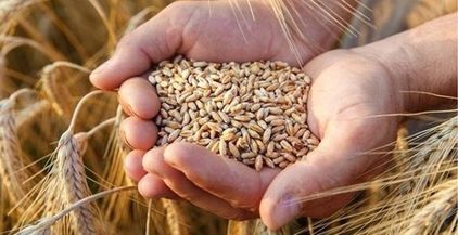 مصادرة حبوب القمح