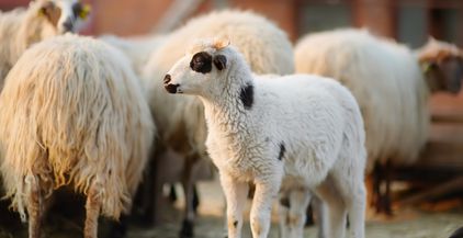 small-lamb-on-background-of-sheeps-in-corral-on-th-2022-05-04-04-27-50-utc