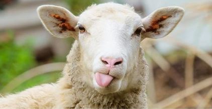 78-172744-algeria-mila-killer-sheep_700x400