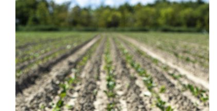 sugar-beet-plantation-in-a-row-2021-09-01-22-38-13-utc