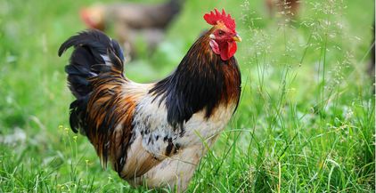 rooster-in-farm-2021-08-26-15-55-41-utc